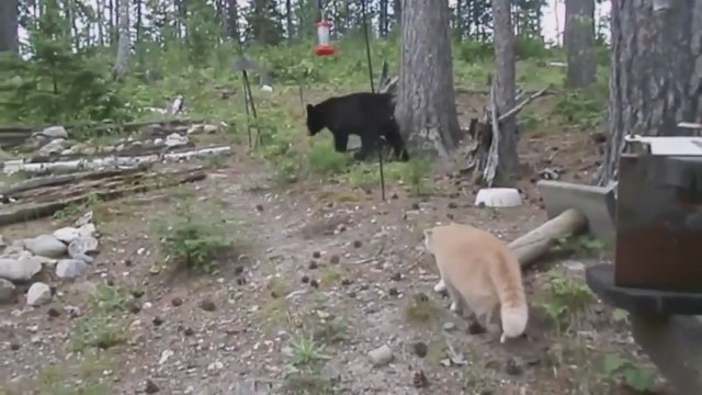 Едешь на охоту, бери с собой кота Едешь на охоту, бери с собой кота
