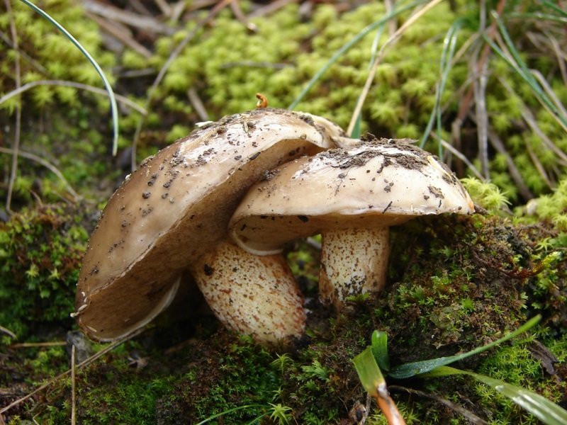 Маслята в саду — собираем, выращиваем и готовим правильно Suillus, грибы, диаметром, микоризу, маслята, может, шляпкой, маслят, почвы, сосной, грибов, шляпка, масленок, мякоть, можно, стоит, лесах, отличается, имеет, поскольку