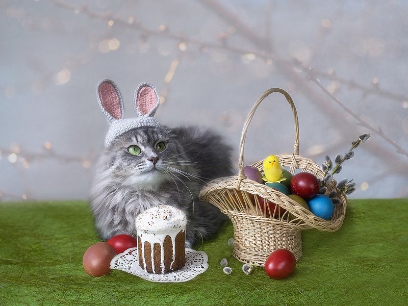 Сидела кошечка в окошке, встречала теплую весну. Натюрморты Ирины Приходько Фотография