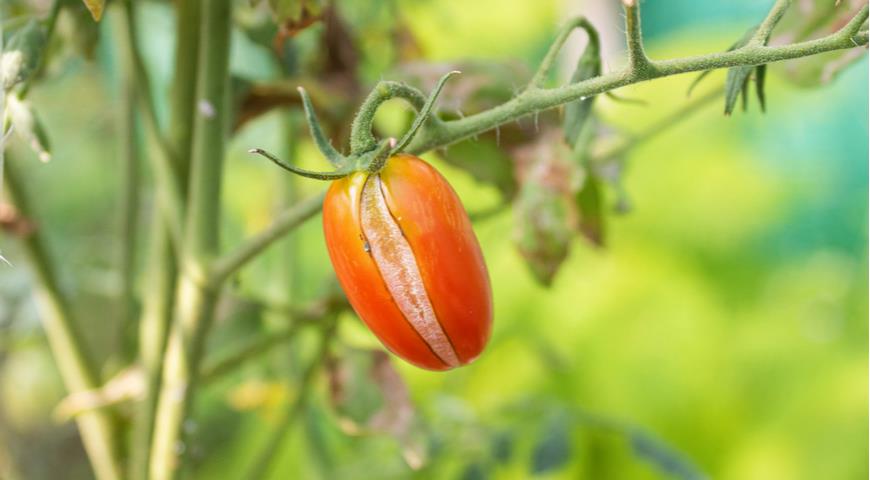 Почему трескаются помидоры и можно ли их спасти дача,сад и огород,советы огороднику