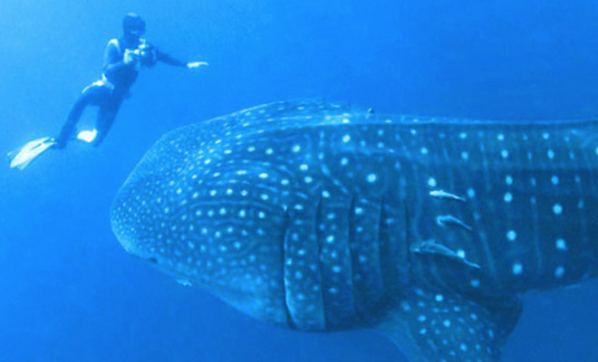 Пятнадцатиметровая акула приплыла к дайверу и попросила помочь