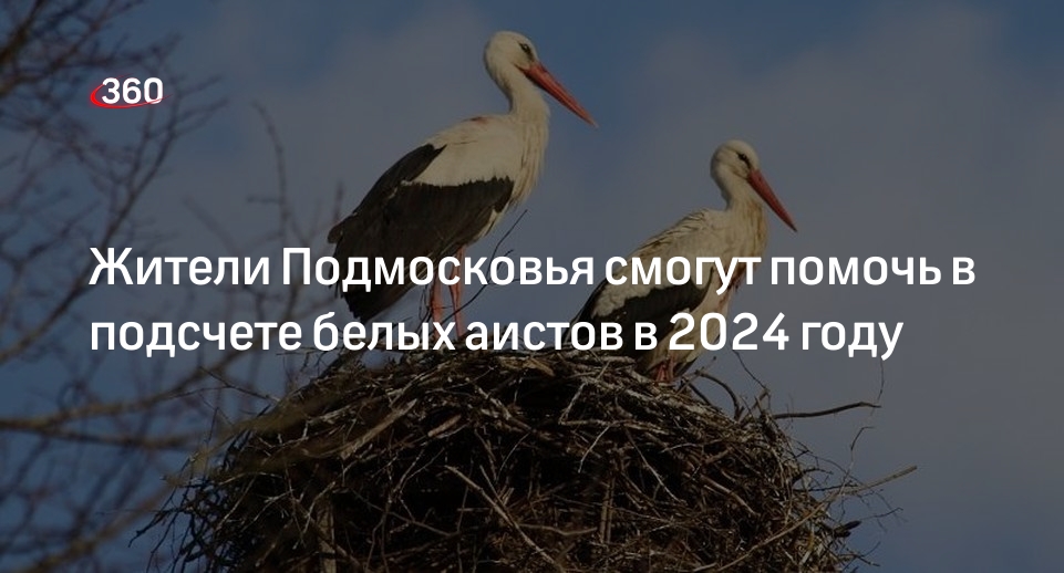 Жители Подмосковья смогут помочь в подсчете белых аистов в 2024 году