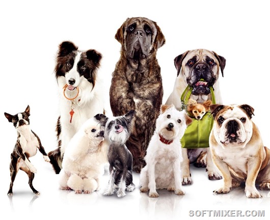 Умнейшие породы собак животные,интеллектуальные способности,интересное,собаки