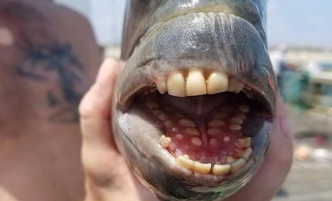 Мужчина поймал рыбу с зубами как у человека и отпустил. Ему показалось, что она улыбается. Видео