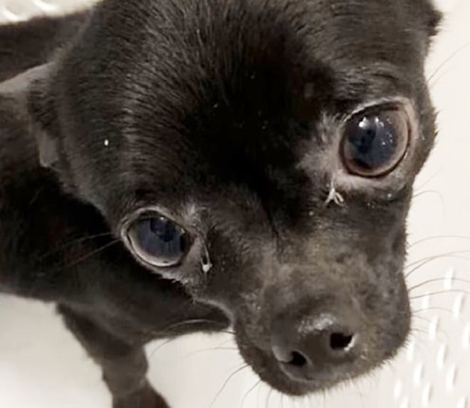 Испуганный песик