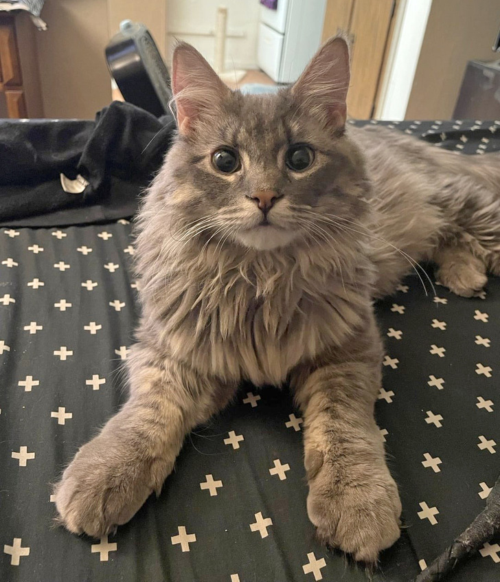 18 обитателей приюта, которые кого хочешь покорят, и моргнуть не успеешь 18 обитателей приюта, которые кого хочешь покорят, и моргнуть не успеешь