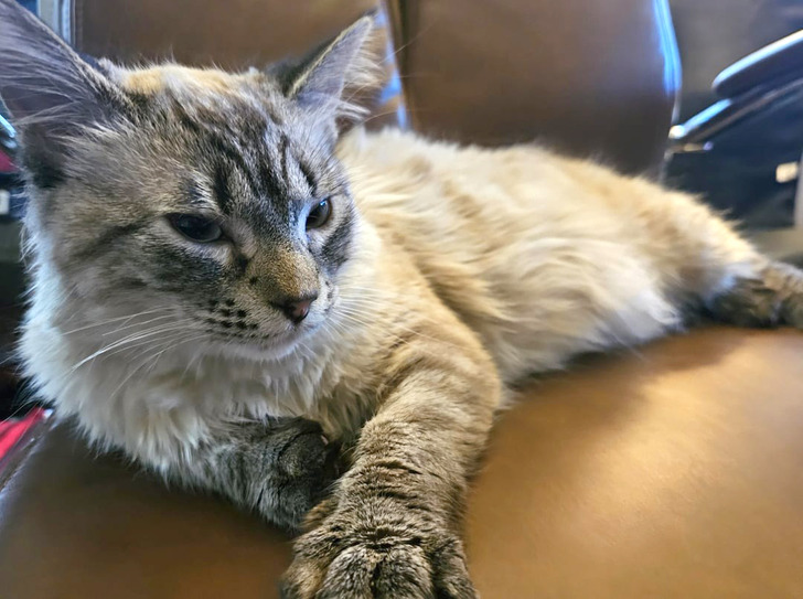 18 обитателей приюта, которые кого хочешь покорят, и моргнуть не успеешь 18 обитателей приюта, которые кого хочешь покорят, и моргнуть не успеешь