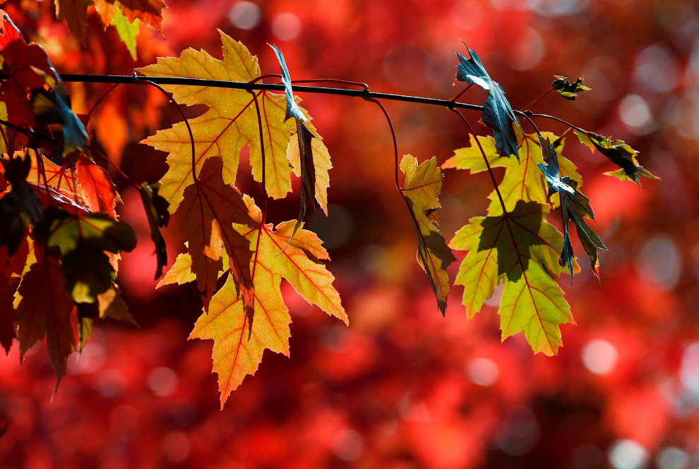 Последние дни золотой осени в фотографиях 