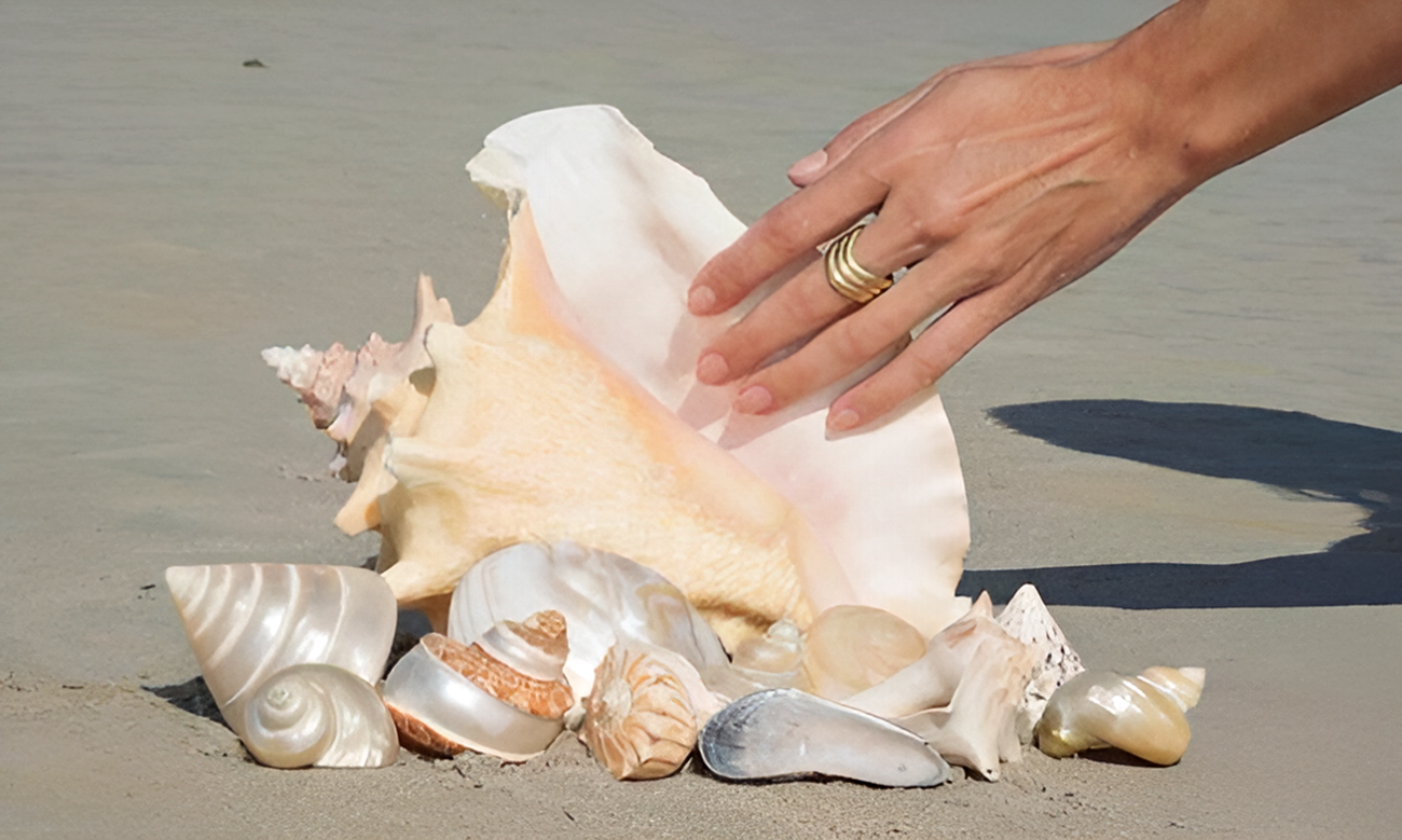 Камыши, ракушки и еще 8 вещей, которые нельзя держать дома держать, нельзя, который, плохая, образом, качестве, удачу, например, говорят, декора, стороны, примете, таким, квартиру, конечно, примета, одной, точки, просто, сочетание