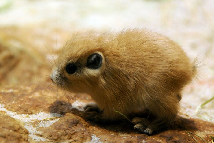 Baby Gundi