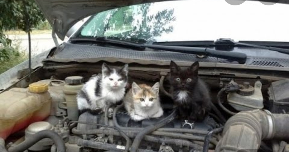 Правильная женщина