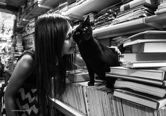 Счастливые кошки в фотографиях Marianna Zampieri Счастливые кошки