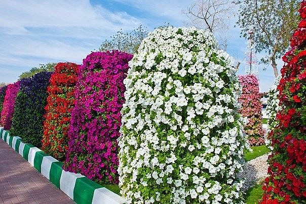 Вертикальная клумба с петунией