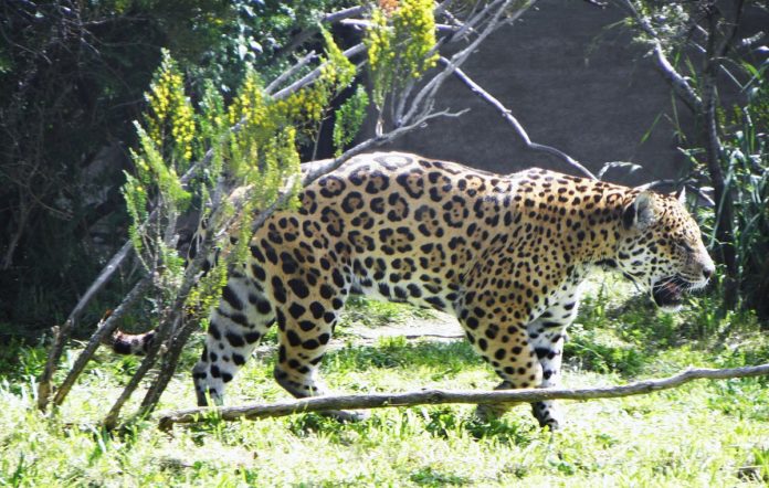Panthera onca paraguensis (парагвайский ягуар)