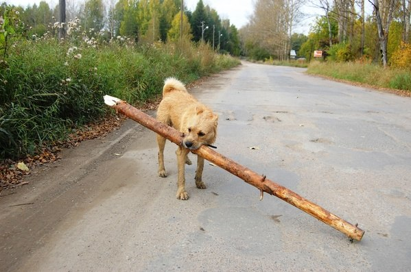 Собака тащит огромную