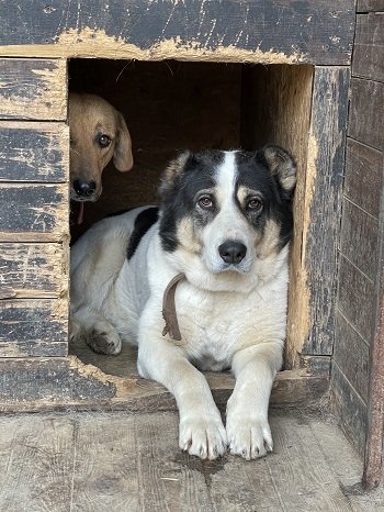 Щенки из приюта. Животные в приюте. Собачки из приюта. Маленькая собачка из приюта. Породистые собаки из приюта.