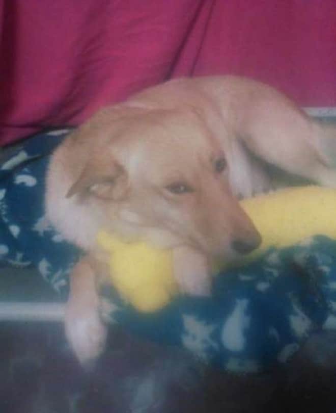 Собака лежит