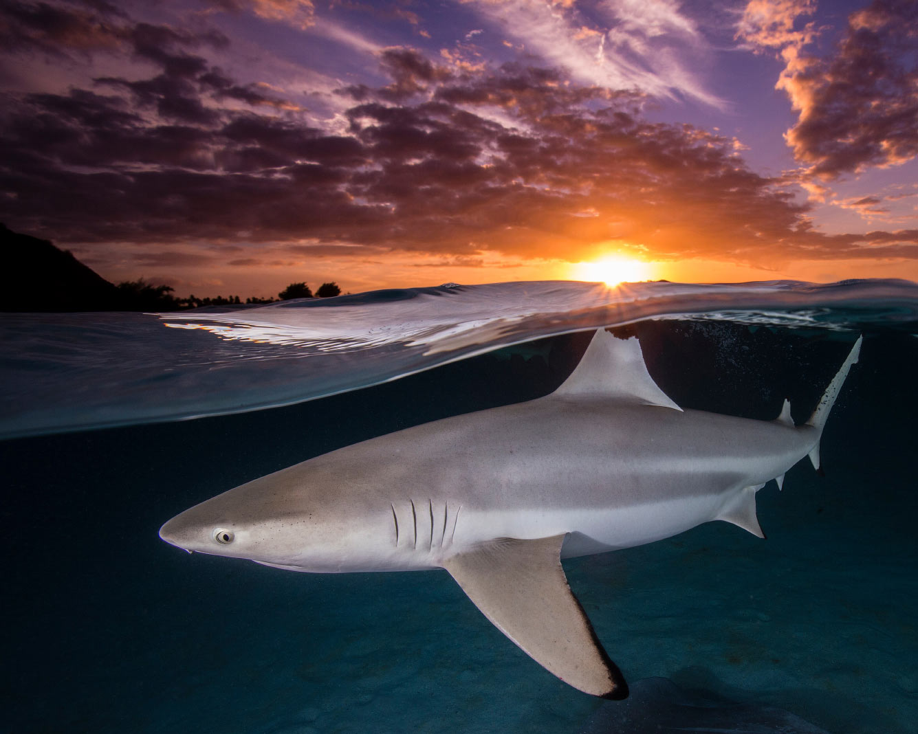 Фотография черноперой рифовой акулы