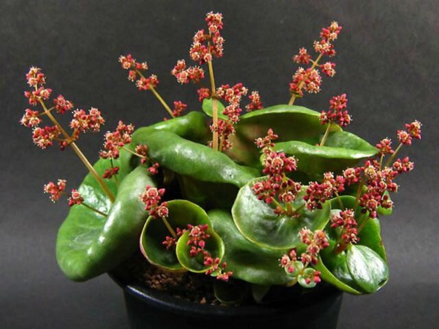 Крассула Умбелла «Вайн Кап» (Crassula umbella ’Wini Cup’). © worldofsucculents 
