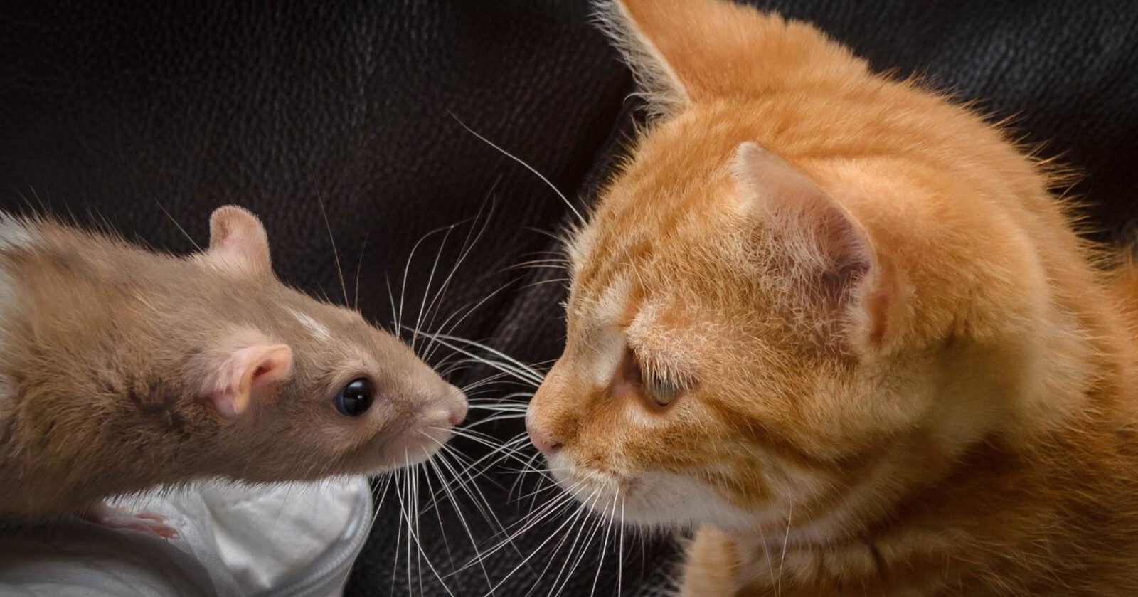 Крыс по имени Сырок