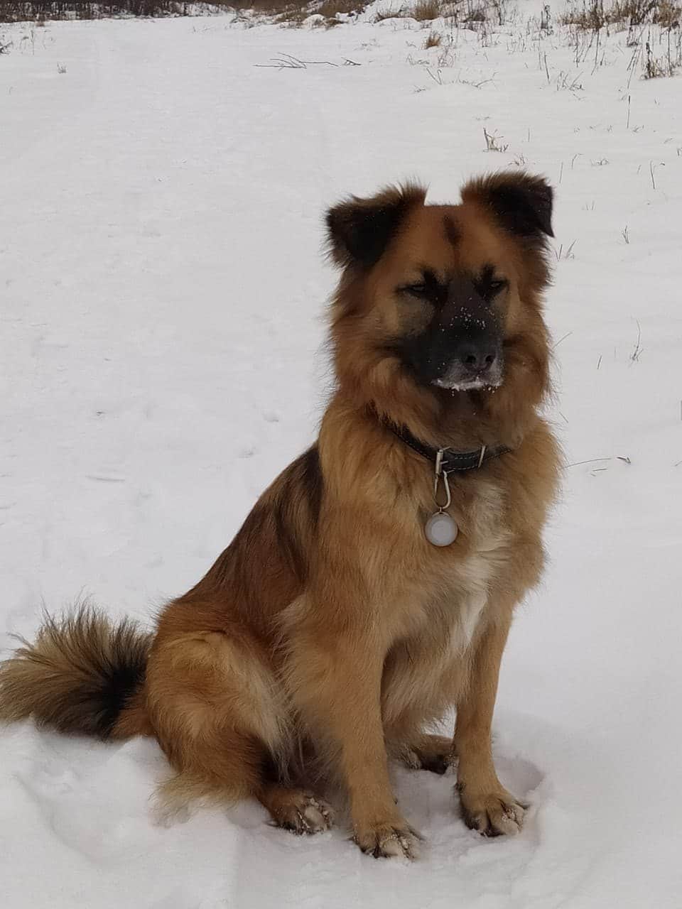 пёс на прогулке