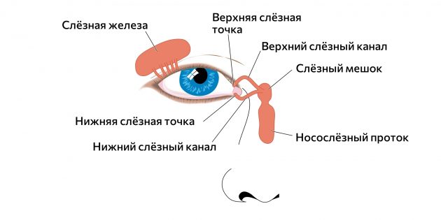 Слёзные железы и протоки