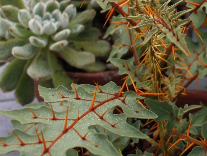 «Пальцы мертвеца» и кровоточащий гриб: 14 самых странных растений в мире интересное,необычное,природа,растения
