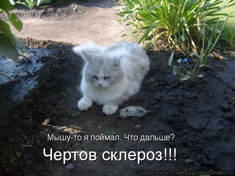 Котоматрица: Мышу-то я поймал. Что дальше? Чертов склероз!!!