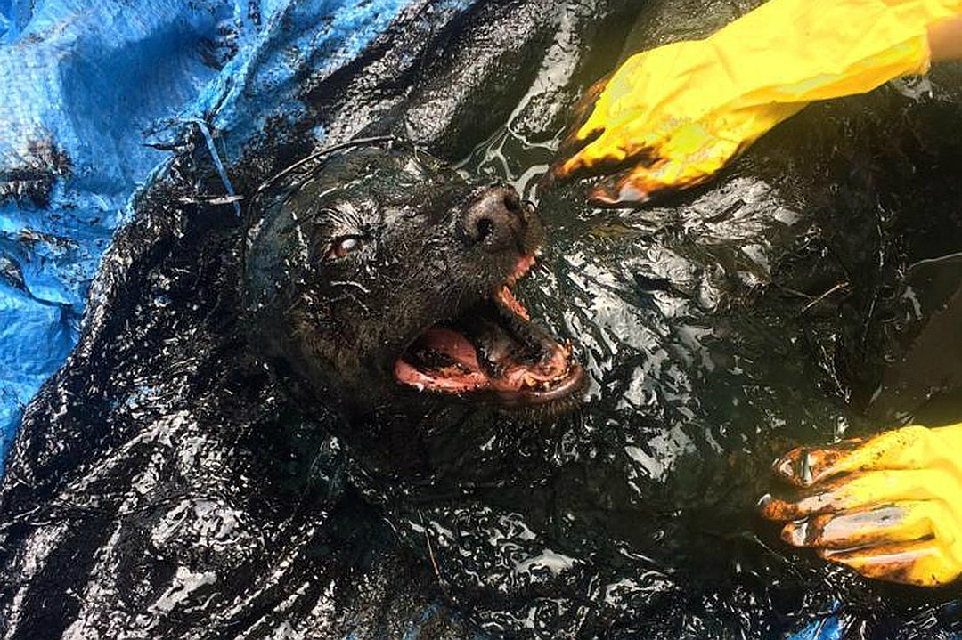 В приют для животных спасатели привезли черный комок покрытый застывшим битумом Фото: ГУ МЧС России по ЕАО