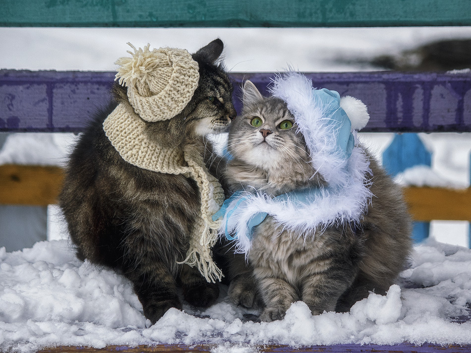 Кот и кошка в шапочке и шарфике сидят на заснеженной лавочке / Зимнее свидание, фотограф Ирина Приходько