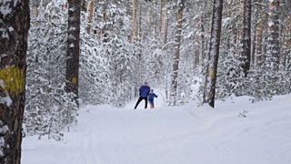 Сибирский лес / Фото: amic.ru             