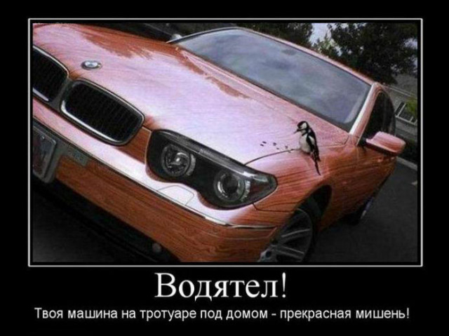 Пятничные демотиваторы: «Где хозяин берёзы?» 