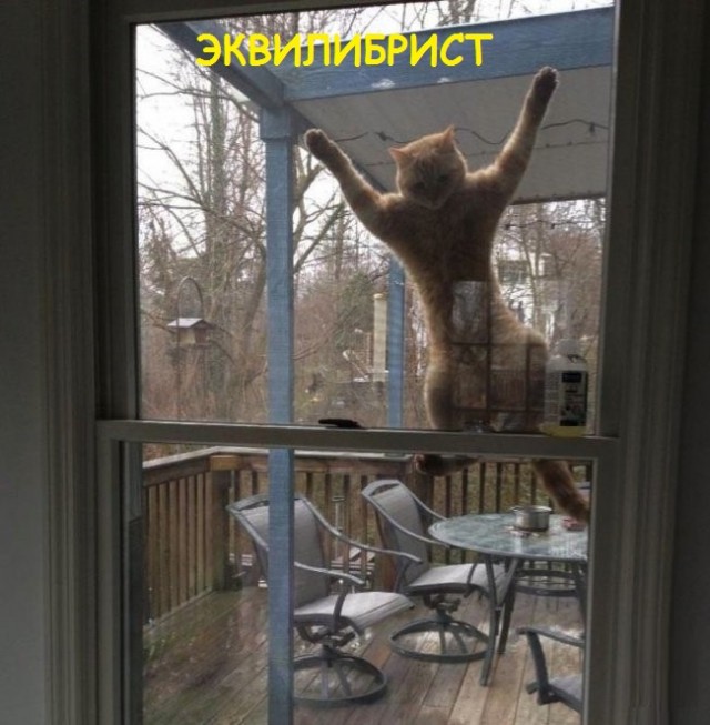 Такие разные и забавные котики Такие разные и забавные котики
