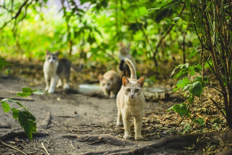 До новых встреч! братья наши меньшие, город, кот, кошка, уличные животные, уличные кошки, эстетика