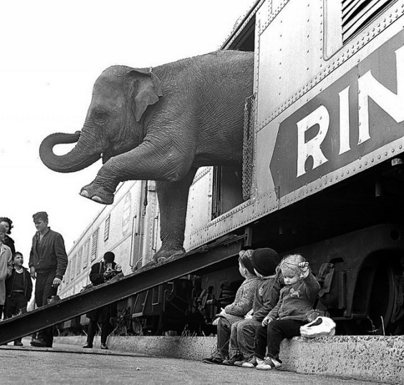 4. Малышня смотрит как из вагона выходит цирковой слон. 1963. 20 век, история, фотография