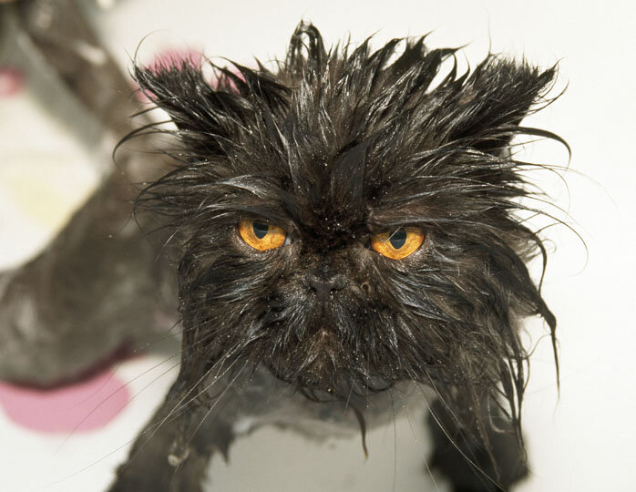 Наш Кот привёл в дом друга - худющего пса, поражённого лишаём. Пришлось взять Наш Кот привёл в дом друга - худющего пса, поражённого лишаём. Пришлось взять не всё так грустно