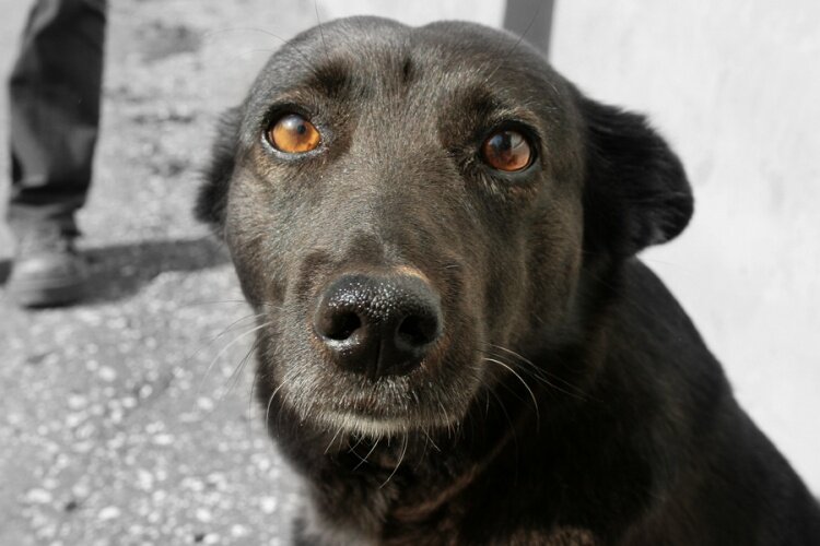 Наш Кот привёл в дом друга - худющего пса, поражённого лишаём. Пришлось взять Наш Кот привёл в дом друга - худющего пса, поражённого лишаём. Пришлось взять не всё так грустно