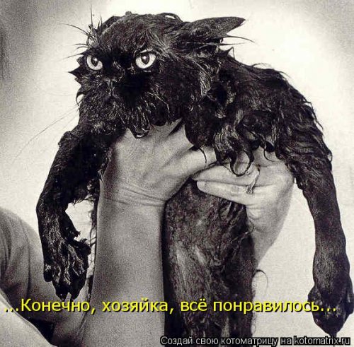 Свежая котоматрица для всех (31 шт)