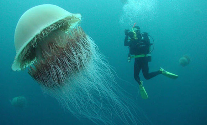 У побережья Англии под водой дайверы увидели медузу, размером больше человека канала, медузы, фотографироваться, обитателях, Лиззи, Дейли, ведущих, занималась, дайвингом, предполагала, рассказывать, морских, появление, любят, Wildfire, заставило, скорректировать, планы Бочковые, совершенно, неядовиты
