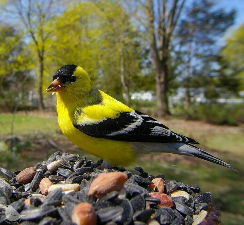 12 чудесных снимков с фотокамеры, которую установили рядом с кормушкой для птиц