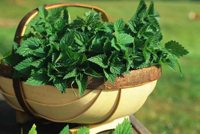 Снижают сахар на "раз-два" - орех, подорожник и крапива. Рецепты моей свекрови