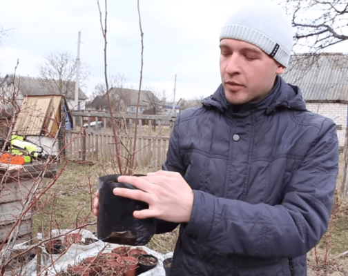 ÐÐ±ÑÐµÐ·ÐºÐ° ÑÐ°Ð¶ÐµÐ½ÑÐµÐ² Ð³Ð¾Ð»ÑÐ±Ð¸ÐºÐ¸