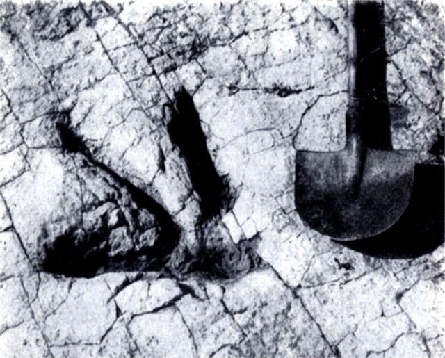 Рис. 9. Отпечаток задней лапы крупного хищного динозавра из Монголии (справа — лопата для масштаба)