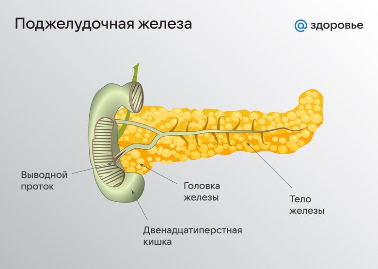 Где находится поджелудочная железа у человека: особенности расположения и строения медицина и здоровье,поджелудочная железа