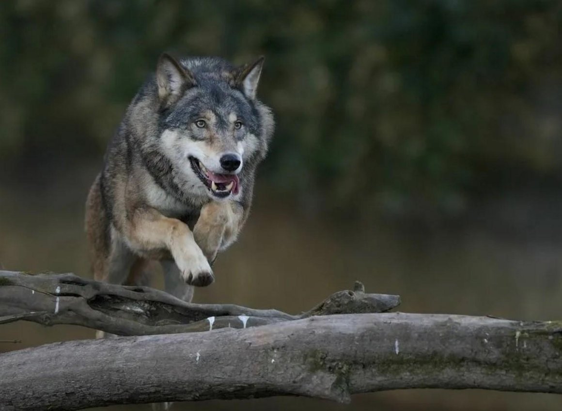 Спасти друга