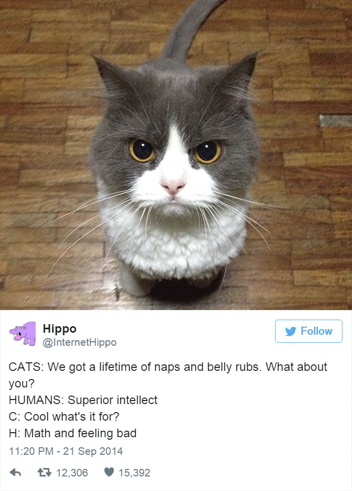 Funny Cat Tweets