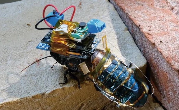 Ученые создали таракана-киборга для спасательных и наблюдательных миссий