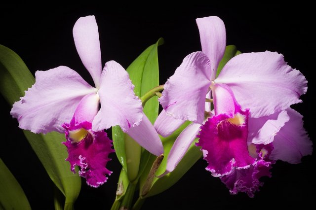 орхидеи с приятным сильным запахом