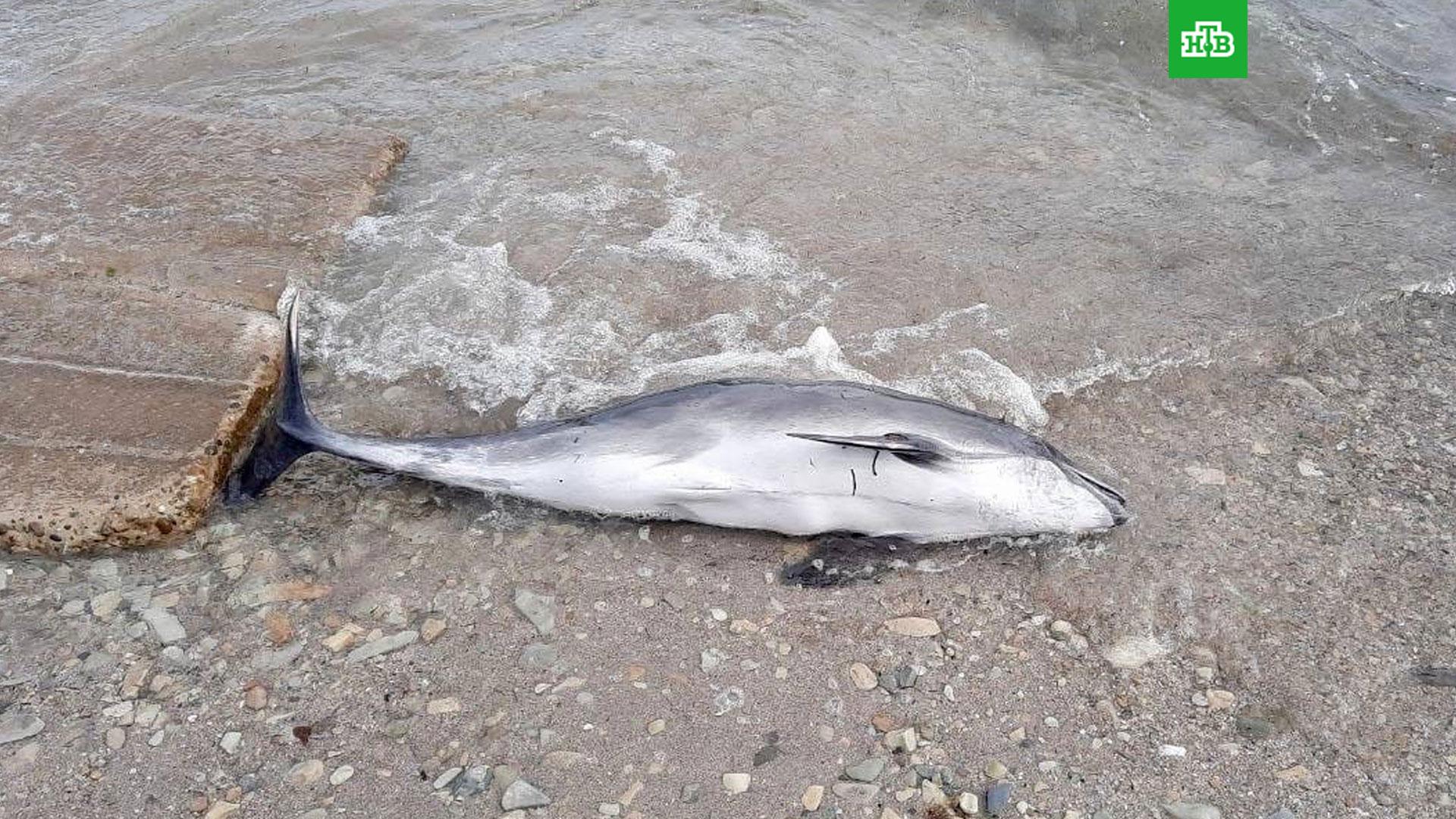 Дельфины азовского моря фото с названиями