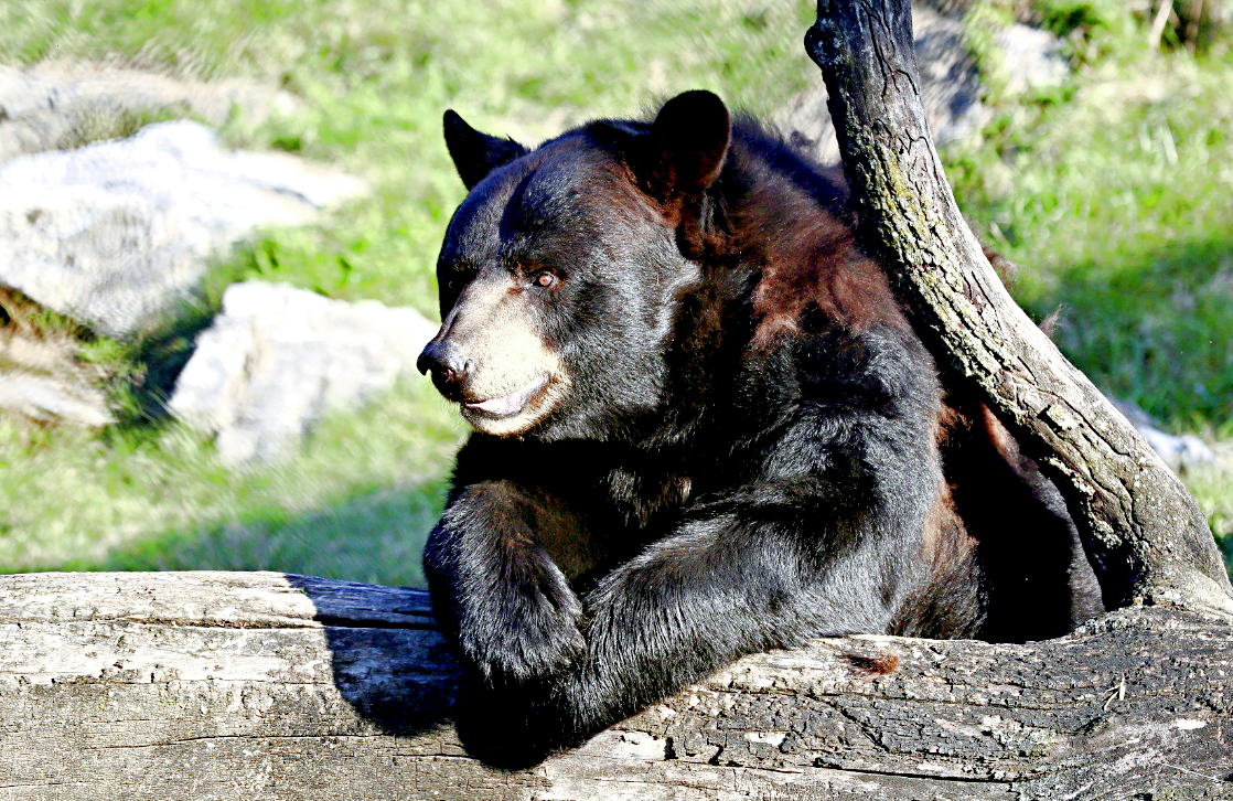 Азиатский черный медведь (лат. Ursus thibetanus). Фото: celes.club